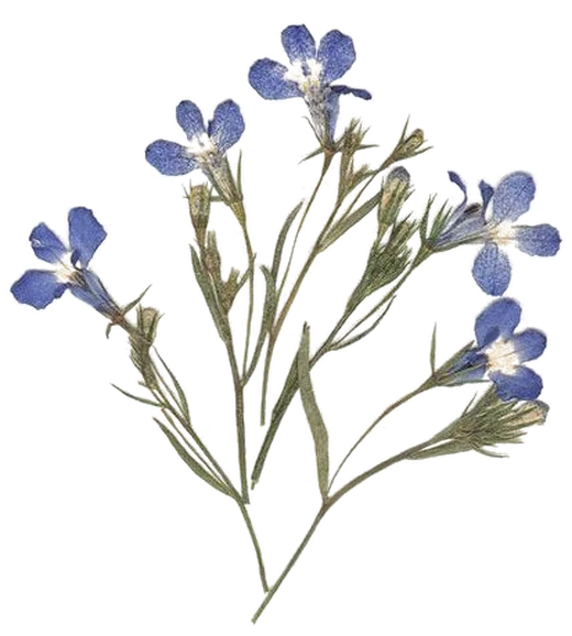 Pressed blue flowers